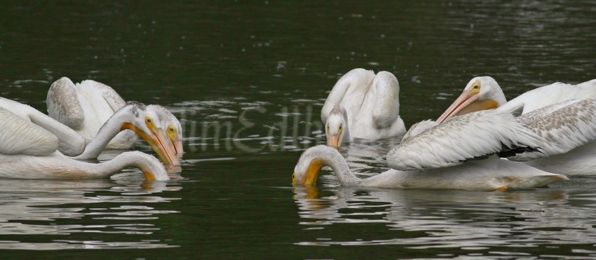 When the start to fish, they gather in some what a circle, put their bills in the water and try to all go down into the water about the same time