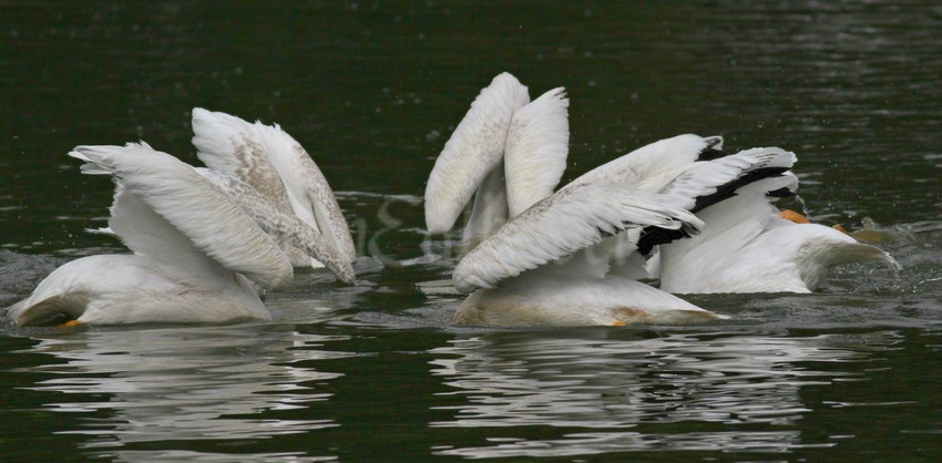 They all go down into the water about the same time.