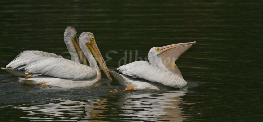 It heads out of the group