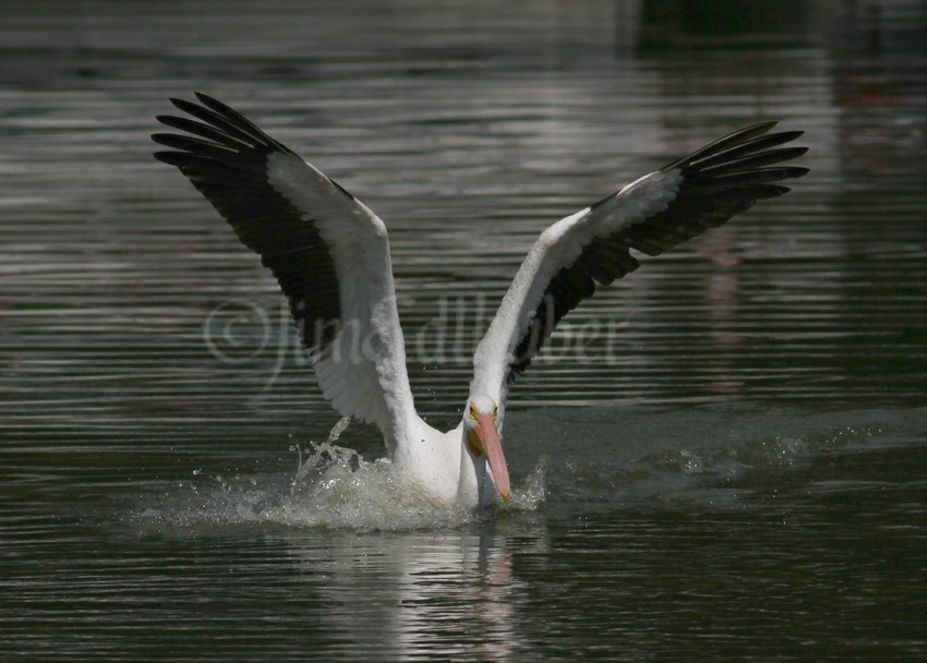 The landing