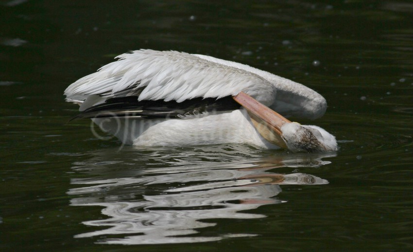 More preening