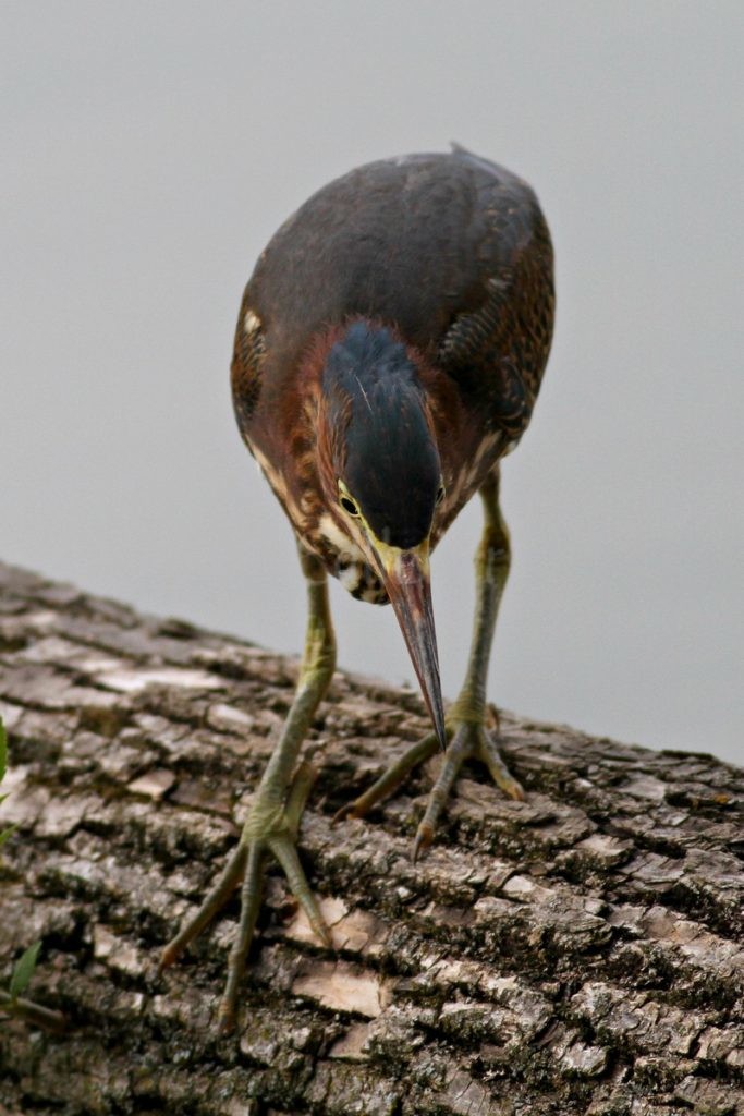 Fishing