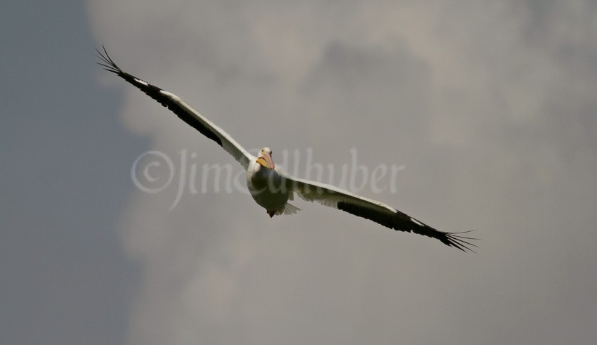 American White Pelican making a pass over the area