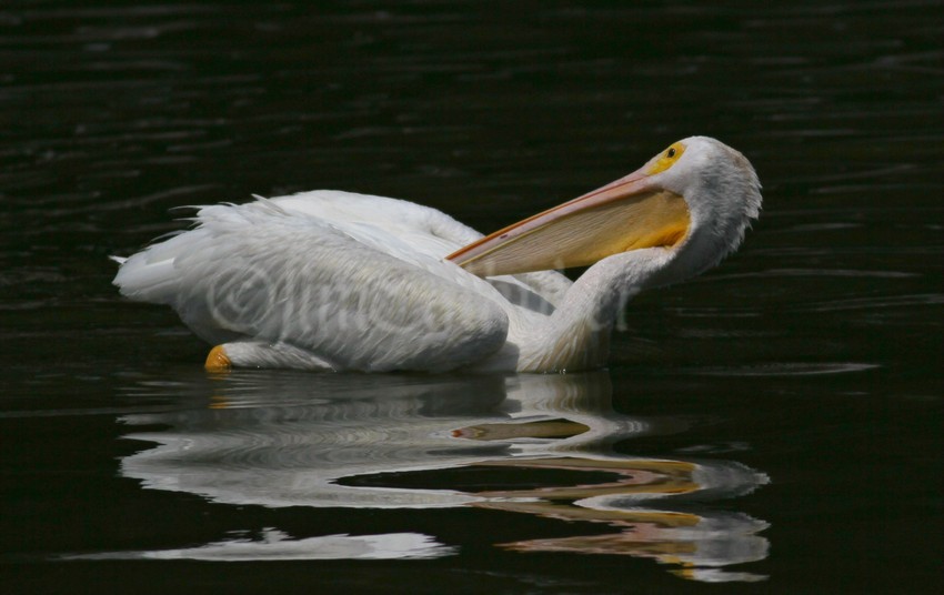 Doing some preening