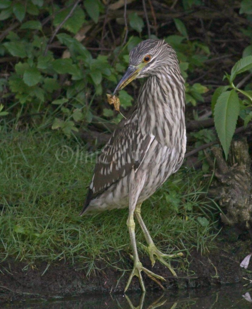 Leaf in mouth