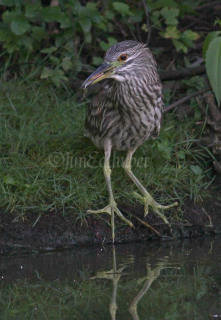 Eats the minnow size fish