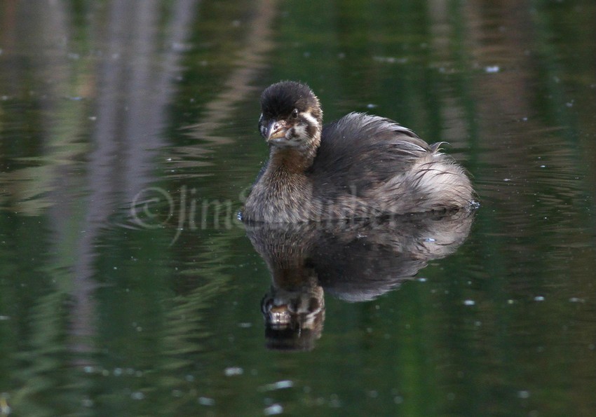 Pied-billed Grebe, juvenile