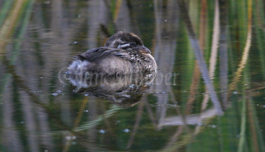 Pied-billed Grebe, juvenile just resting