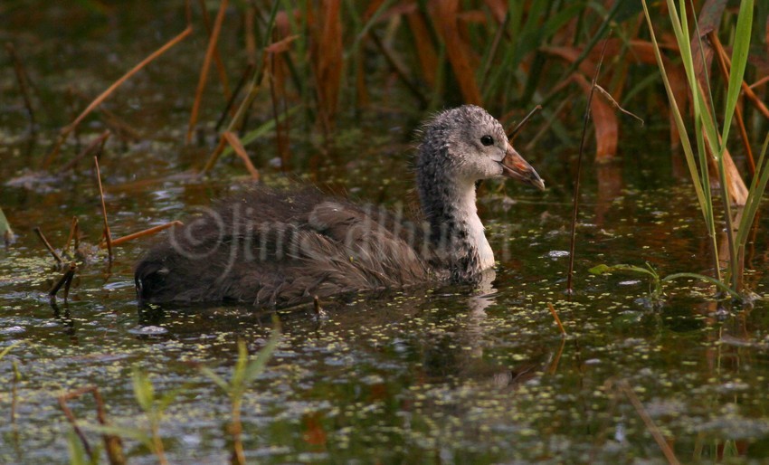 American Coot, juvenile