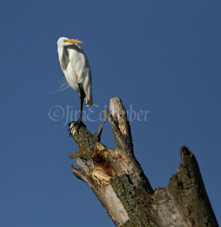 Great Egret in the tree