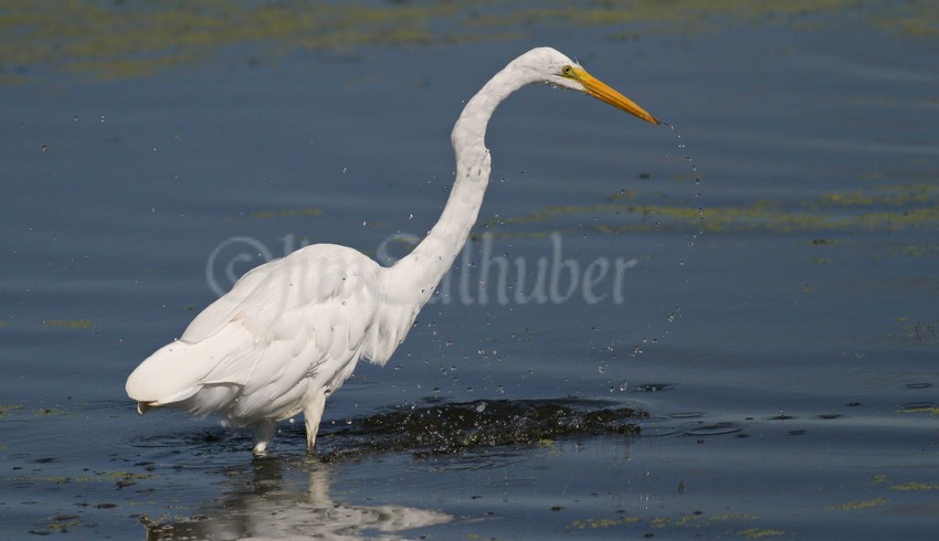 Great Egret fishing