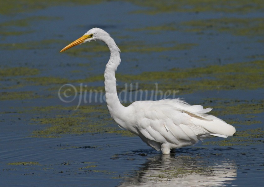 Great Egret fishing