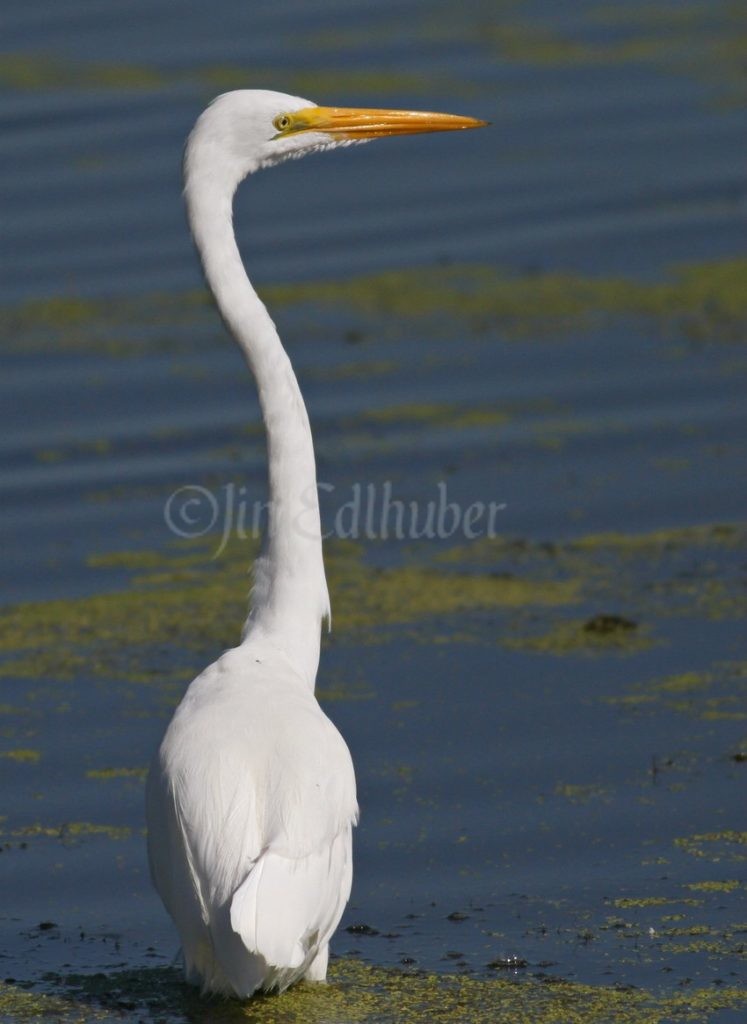 Great Egret just looking around