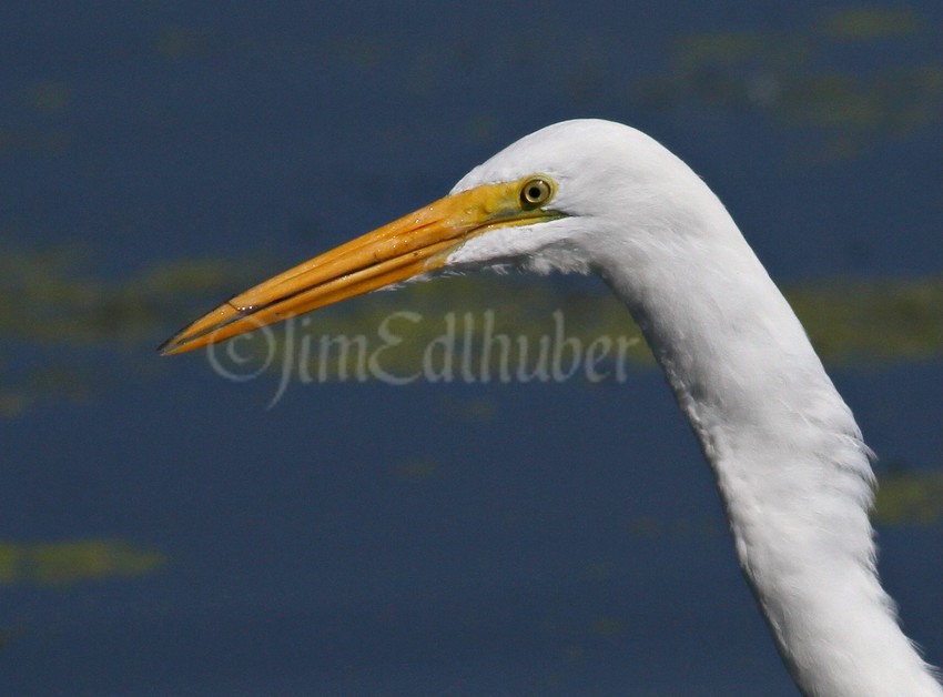 Great Egret