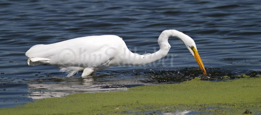 Great Egret