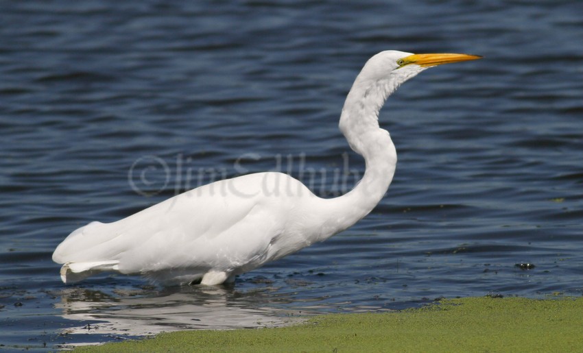 Great Egret, the gulp!