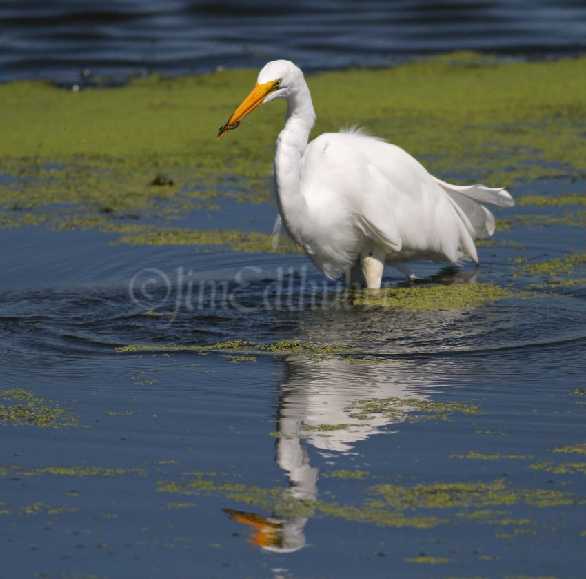 Great Egret