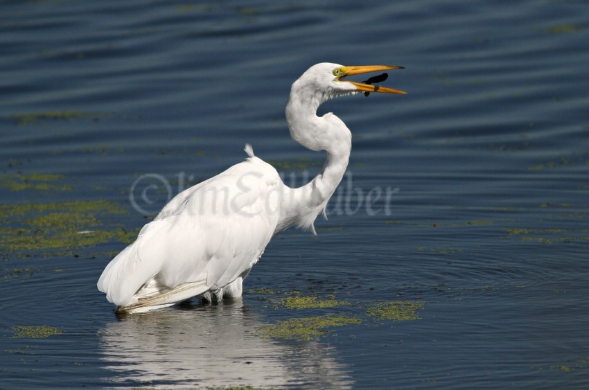 Great Egret