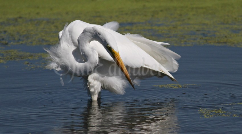 Great Egret, a little preening going on