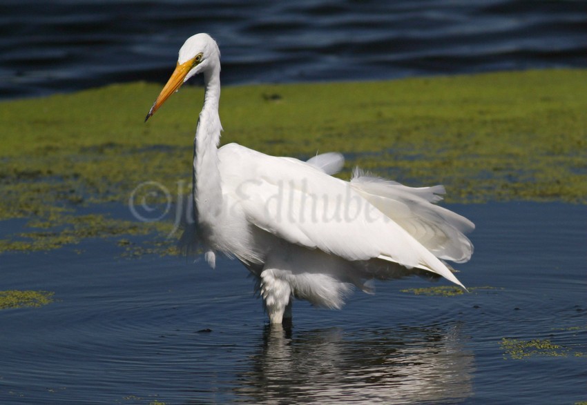 Great Egret