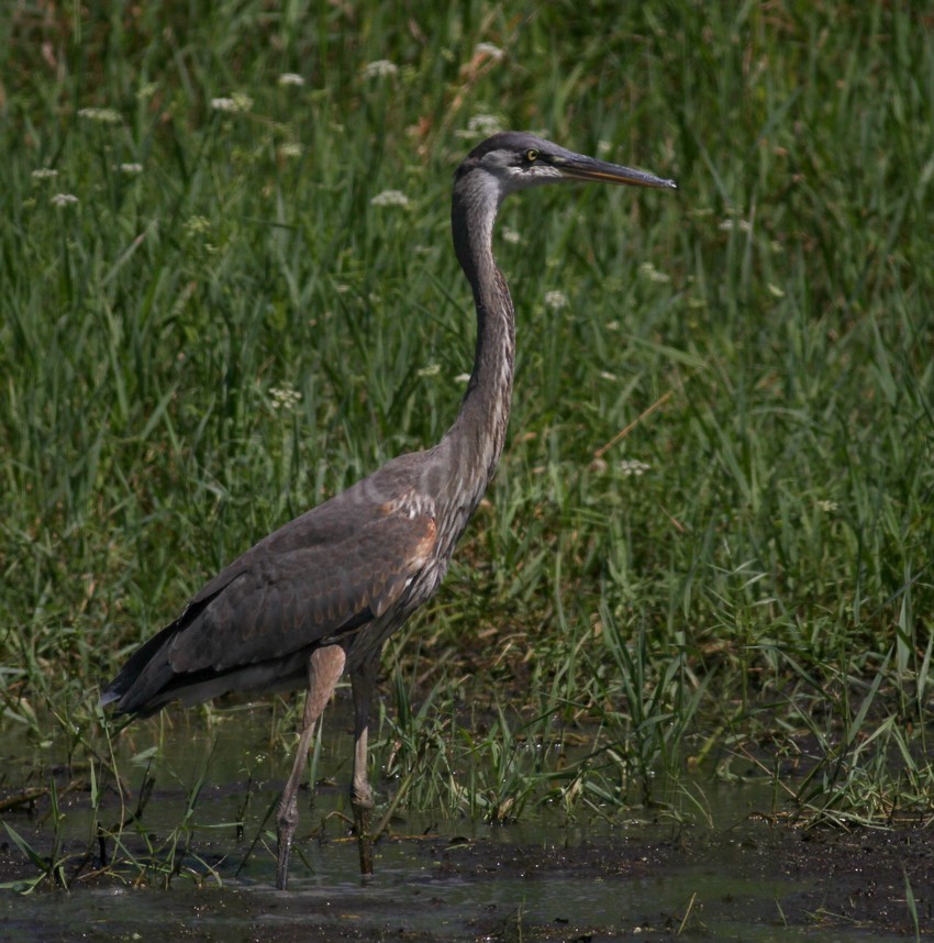 Great Blue Heron, juvenile