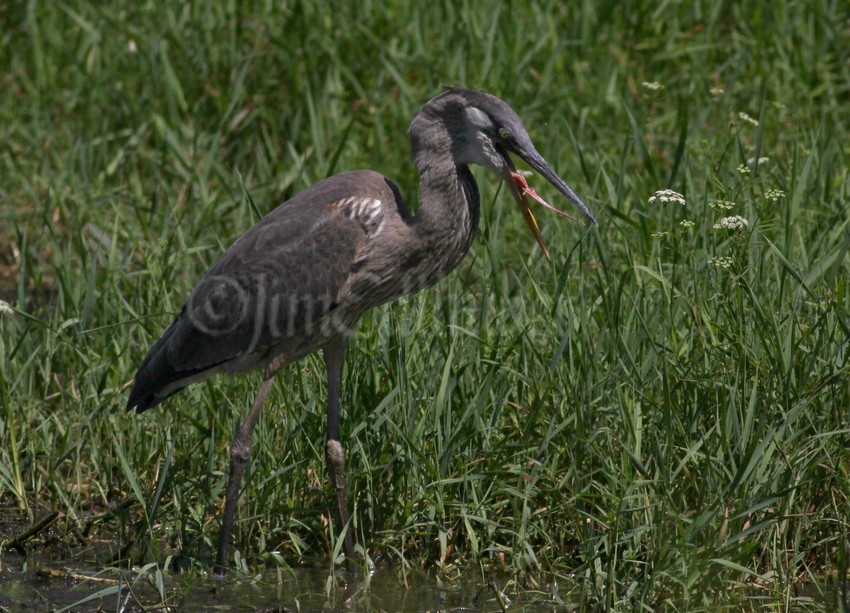 Great Blue Heron juvenile, not sure what this is all about when it shakes it's head as if it has a bee in the month which I don't think is what is going on.