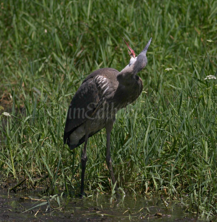 Great Blue Heron juvenile, not sure what this is all about when it shakes it's head as if it has a bee in the month which I don't think is what is going on