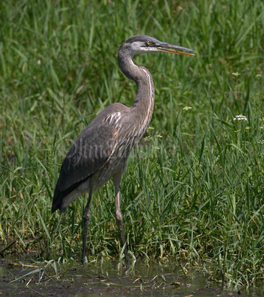 Great Blue Heron juvenile