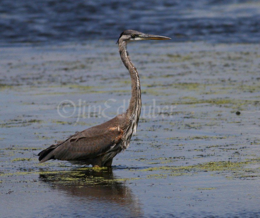 Great Blue Heron juvenile