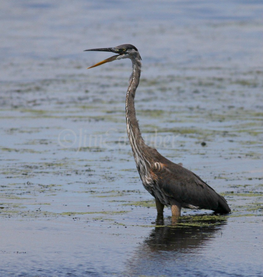 Great Blue Heron juvenile