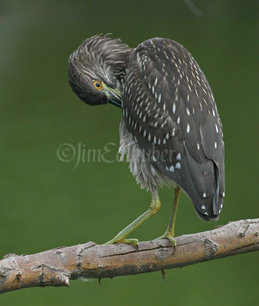 Preening