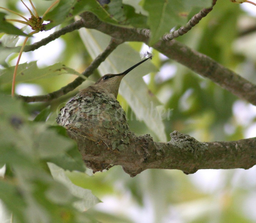 She sits on the nest, and out comes a feather, still don't know if was laying in the nest from her or is off a chick?