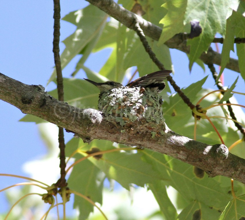 Spreading the wings and doing some fluttering, practicing up for the first flight out of the nest to a near by branch