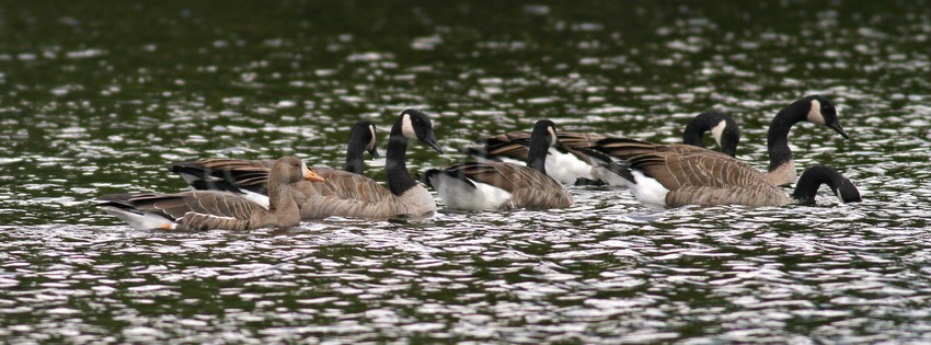 Greater White-fronted Goose hanging out in the middle of the river with Canada Geese