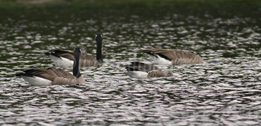 Greater White-fronted Goose with a Canada Goose