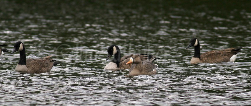 Greater White-fronted Goose with a Canada Goose