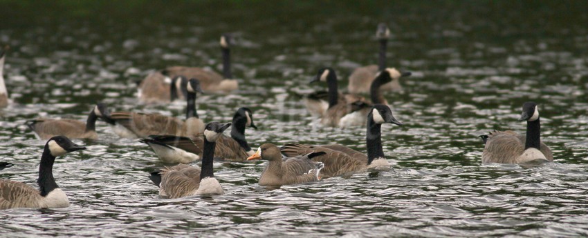 Greater White-fronted Goose hanging with the flock Canada Goose