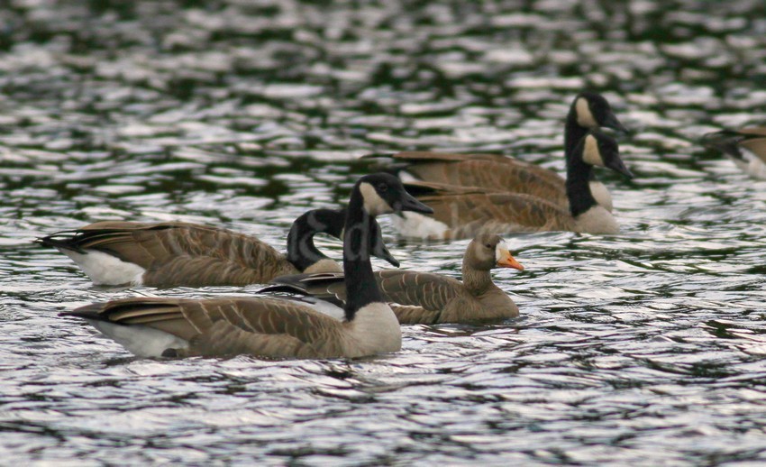Greater White-fronted Goose, looks like a little pressure is being put on here by the Canada Geese