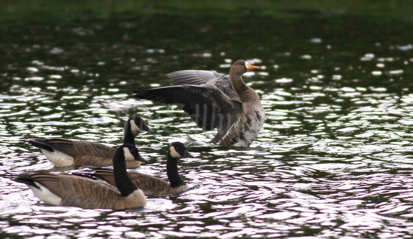 Greater White-fronted Goose stretching