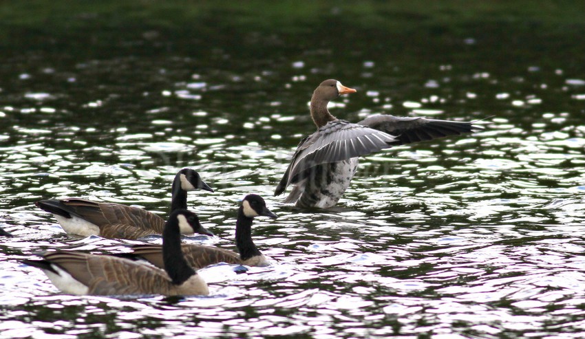 Greater White-fronted Goose stretching