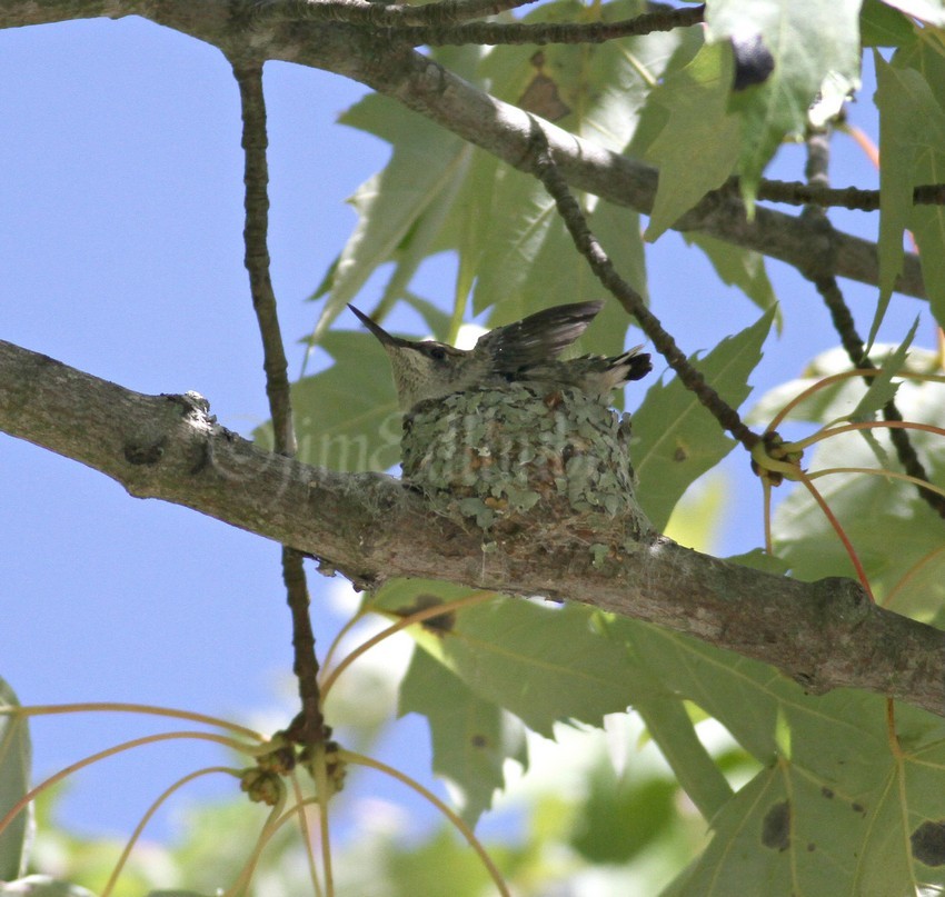 Just about time to fly, but the chick fledged on September 4, 2016 about 9:00 am. I hope they are all doing well now!