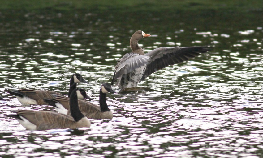 Greater White-fronted Goose stretching