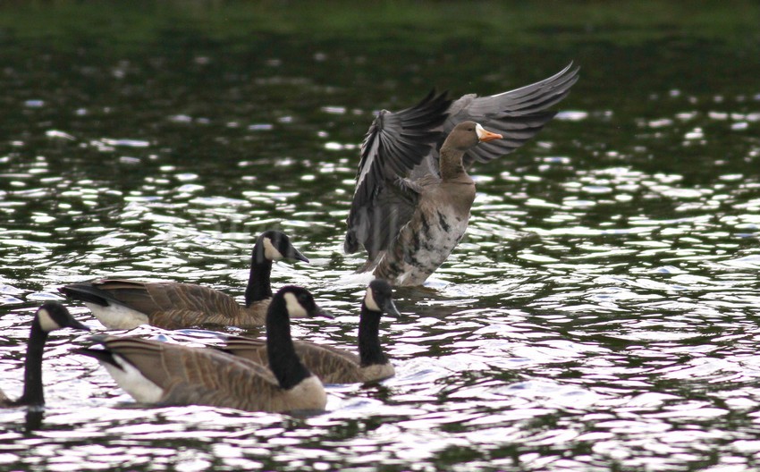 Greater White-fronted Goose stretching