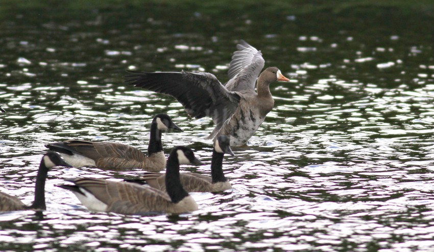 Greater White-fronted Goose stretching