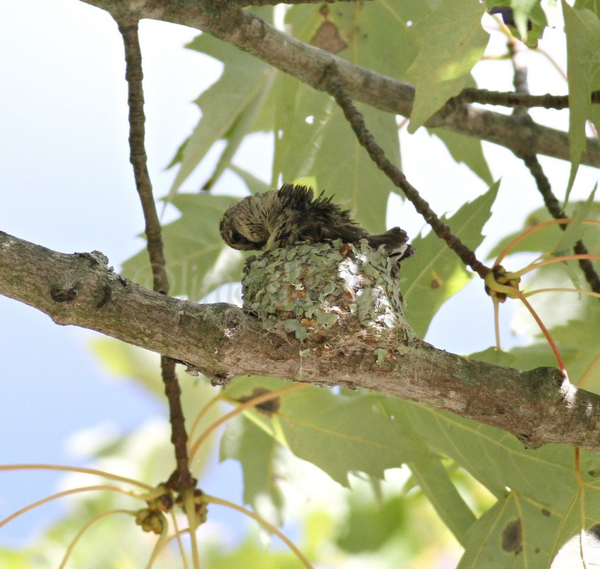 Preening