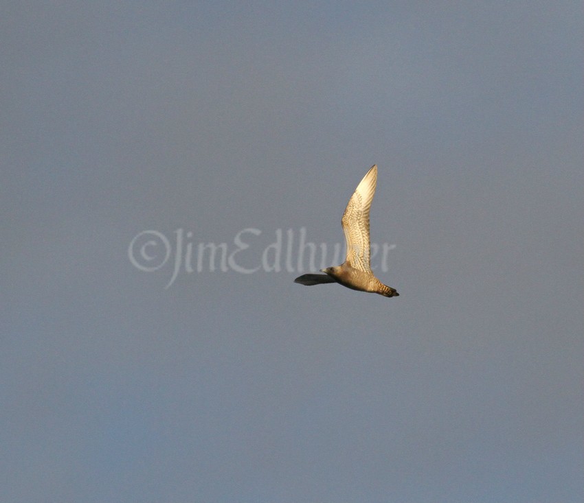 Parasitic Jaeger 