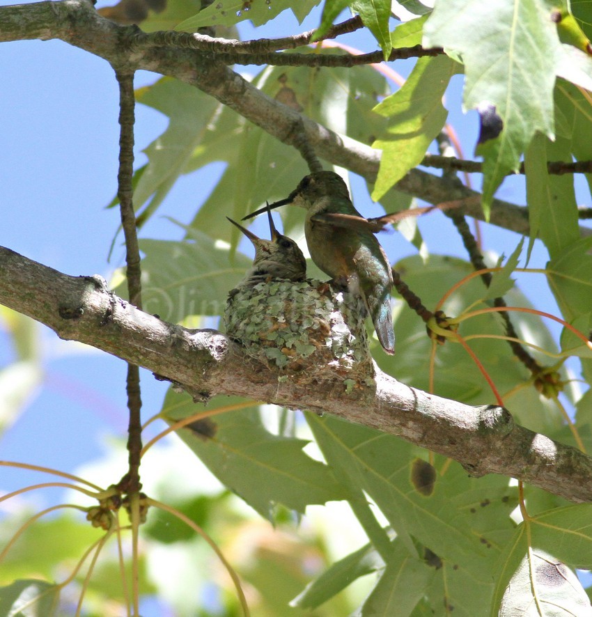 The female lands on the nest with some food...