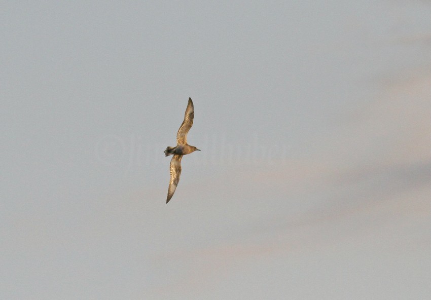 Parasitic Jaeger, juvenile