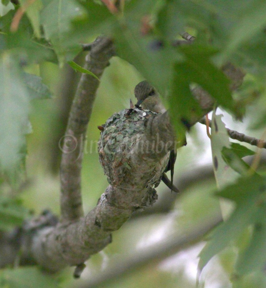 Then the moment, a beak is seen poking up from the nest...