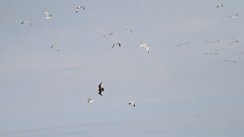 A Parasitic Jaeger disrupts a group of gulls chasing a gull